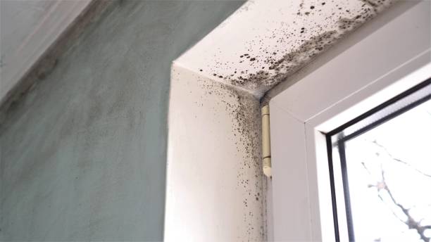 Best Emergency Mold Remediation in Carrington, ND